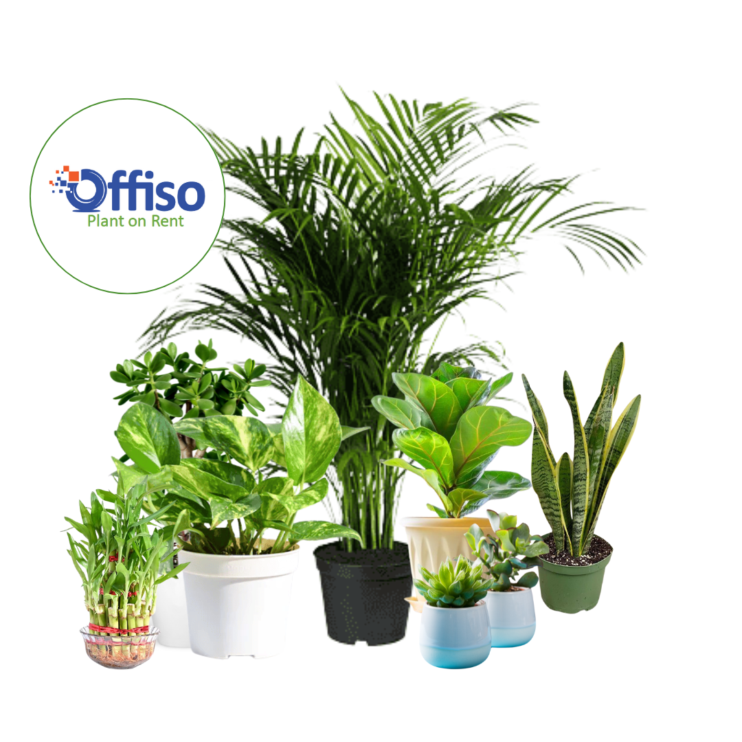 Plant on Rent